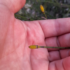 Equisetum × moorei