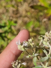 Pycnanthemum verticillatum