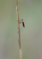 Holcocephala