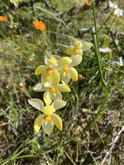 Cyanella alba flavescens