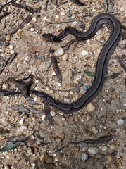 Agkistrodon contortrix