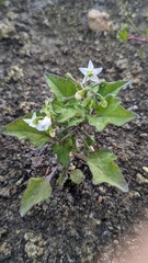 Solanum nigrum