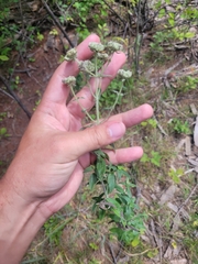 Pycnanthemum verticillatum