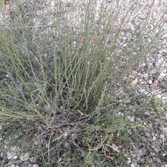 Equisetum × moorei