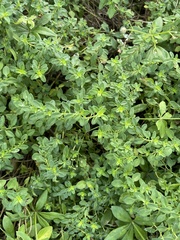 Thymus pulegioides