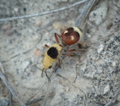 Dasymutilla sicheliana