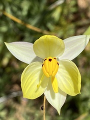 Cyanella alba flavescens