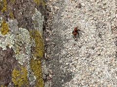 Dasymutilla bioculata