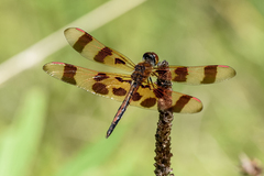 Celithemis eponina