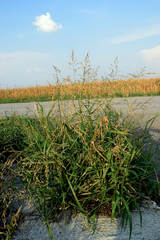 Panicum