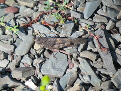 Trimerotropis verruculata