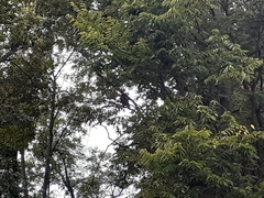 Cathartes aura