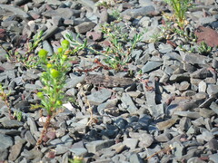 Trimerotropis verruculata