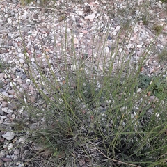Equisetum × moorei