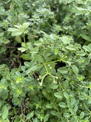 Thymus pulegioides