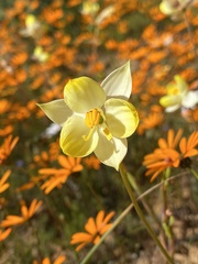 Cyanella alba flavescens