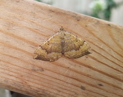 Camptogramma bilineata
