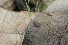 Hyla arenicolor