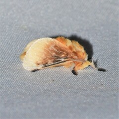 Megalopyge opercularis