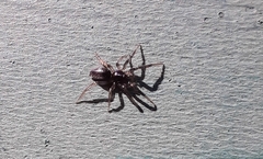 Araneae