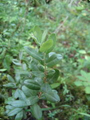 Chamaedaphne calyculata