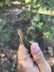 Aspidoscelis sonorae