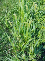 Setaria viridis