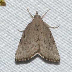 Cutina albopunctella