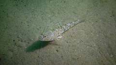 Pomatoschistus marmoratus