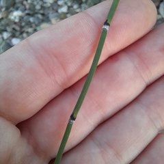 Equisetum × moorei