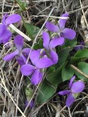 Viola ambigua