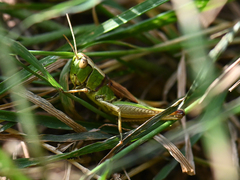 Pseudochorthippus parallelus