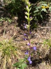 Lobelia puberula