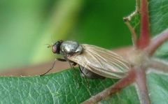 Calliopum simillimum