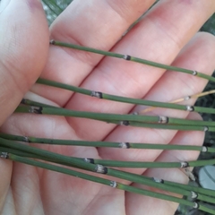 Equisetum × moorei