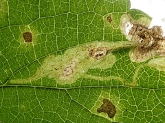 Amauromyza labiatarum