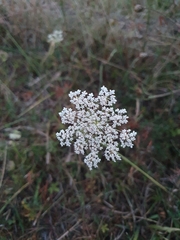 Daucus