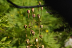 Lilium