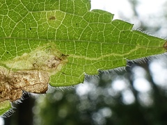Amauromyza labiatarum