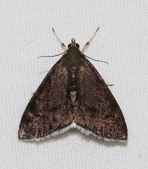 Pyrausta niveicilialis