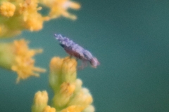 Tephritidae