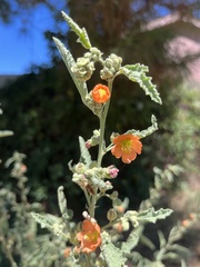 Sphaeralcea angustifolia