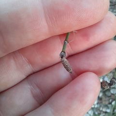 Equisetum × moorei
