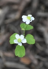 Thalictrum thalictroides