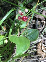 Maianthemum canadense