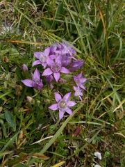 Gentianella