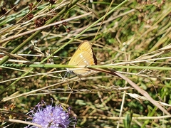 Lycaena virgaureae