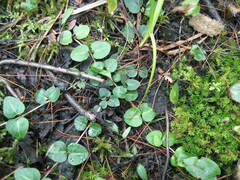 Mitchella repens