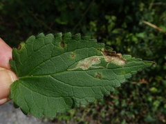 Amauromyza labiatarum