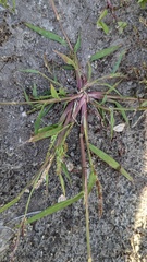 Echinochloa crus-galli